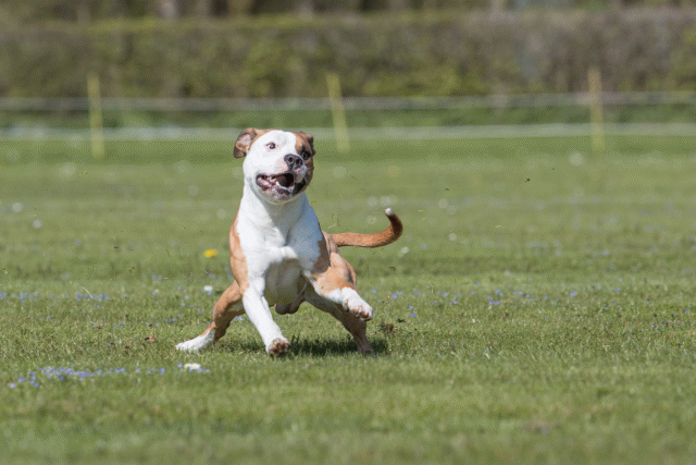 Bo4I8566 33036598004 O