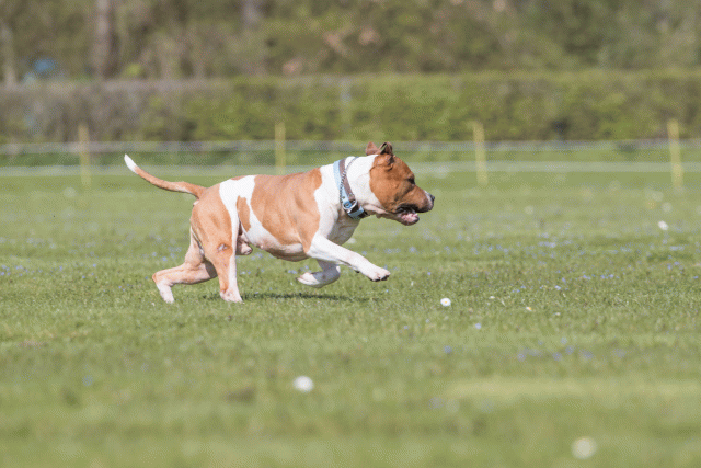 Bo4I8557 33036598914 O