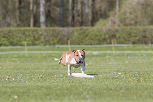 Bo4I8554 33036599124 O