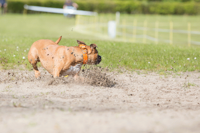 3Y3A6970 26733243731 O