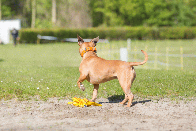 3Y3A6974 26733242221 O