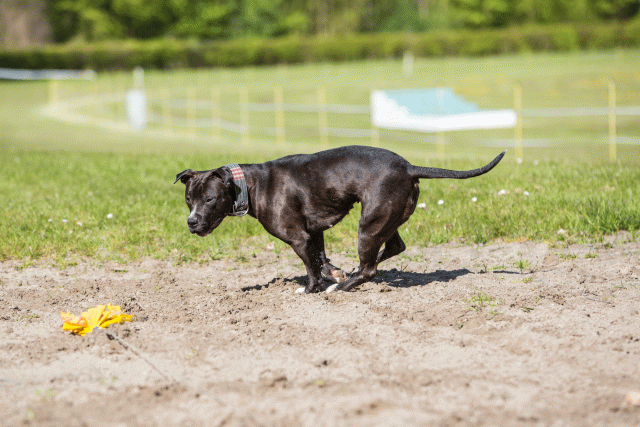 3Y3A7009 26799897215 O