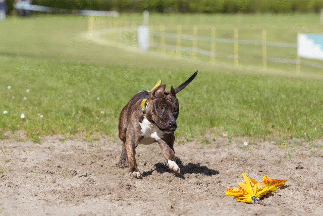 3Y3A7016 26775567476 O