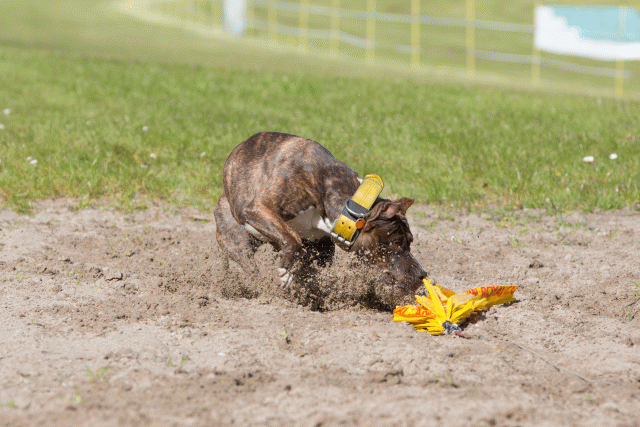 3Y3A7017 26195043464 O