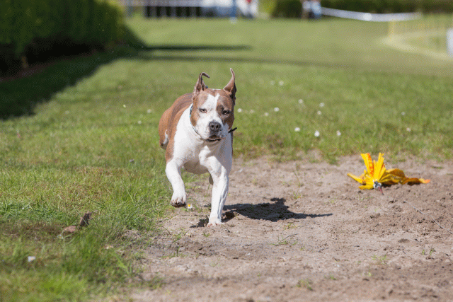 3Y3A7029 26733238911 O