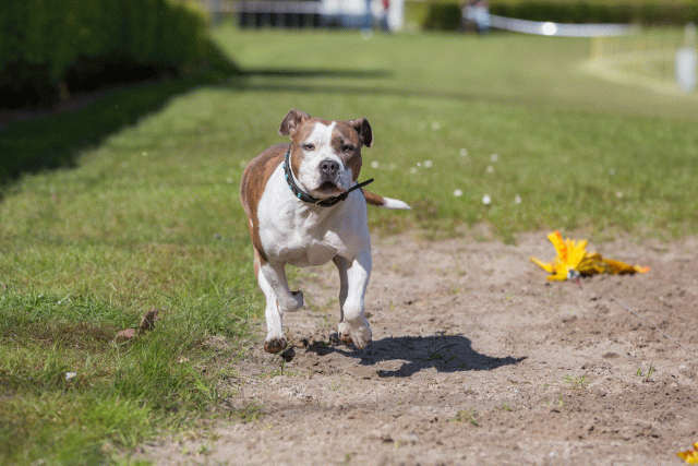 3Y3A7030 26196374803 O