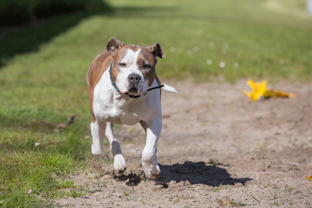 3Y3A7032 26196373753 O