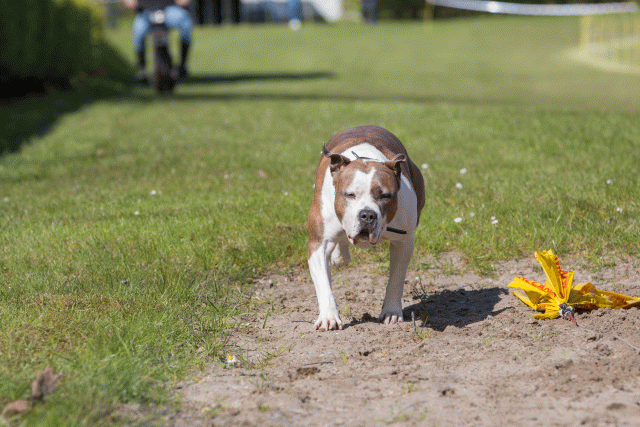 3Y3A7033 26527967950 O