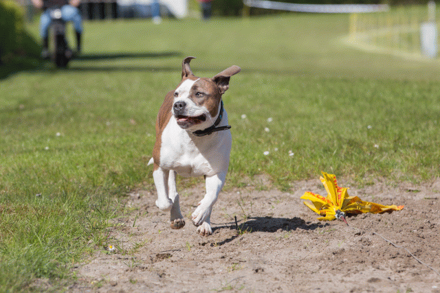 3Y3A7034 26799900705 O