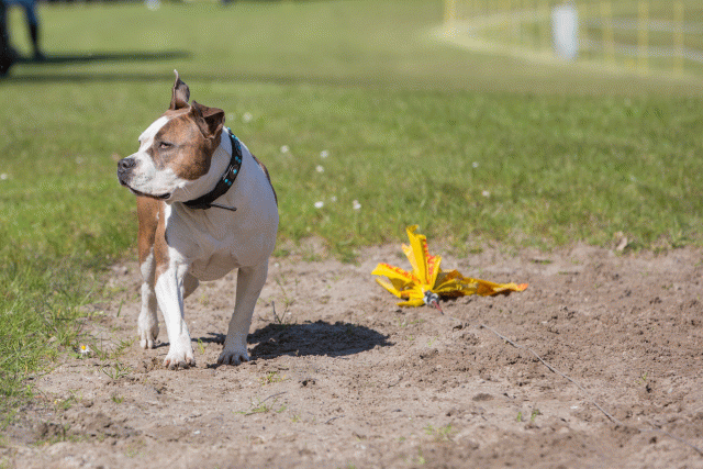 3Y3A7035 26196372183 O