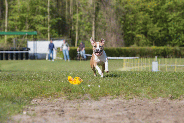 3Y3A7038 26196371753 O