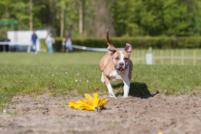 3Y3A7042 26195037364 O