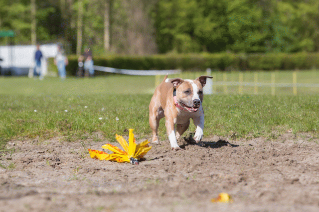 3Y3A7043 26527951860 O