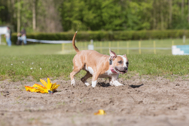 3Y3A7045 26195036844 O