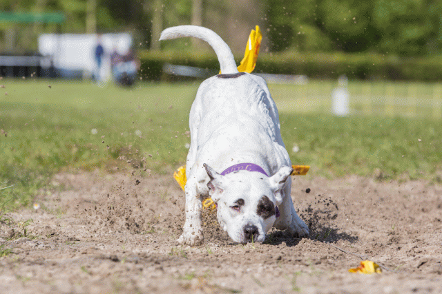 3Y3A7053 26196368743 O