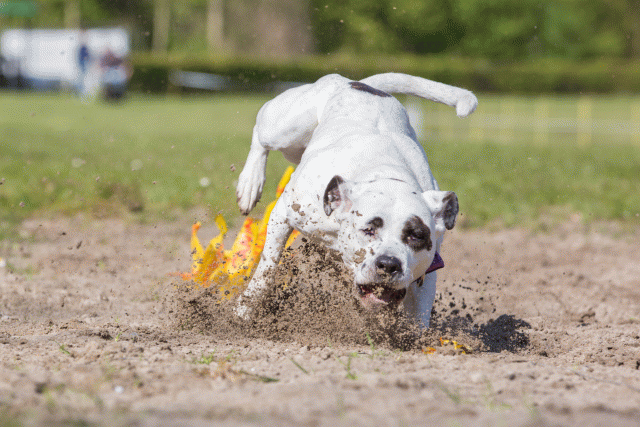 3Y3A7054 26196368183 O