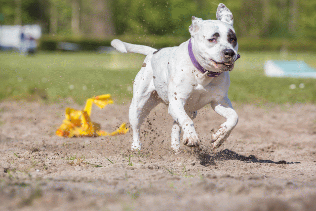 3Y3A7055 26527949340 O