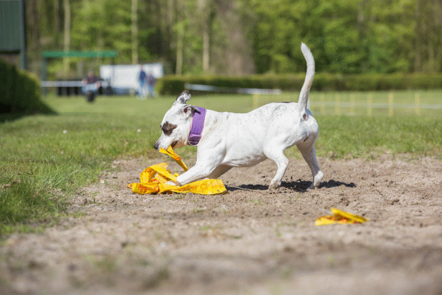 3Y3A7058 26196366693 O