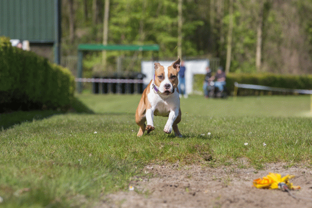 3Y3A7061 26733217701 O