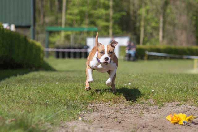 3Y3A7062 26196365613 O