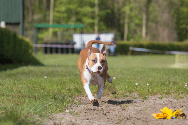 3Y3A7063 26733217291 O