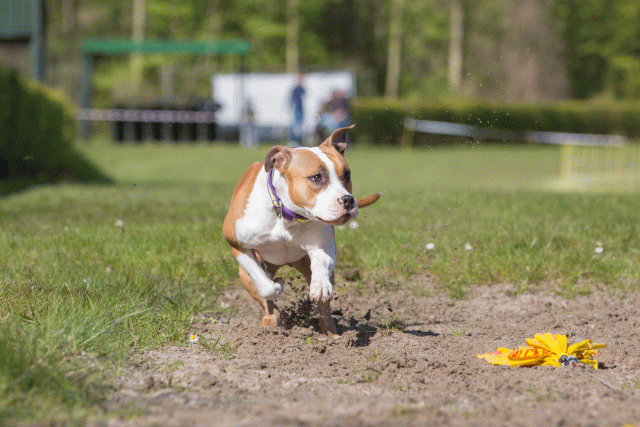 3Y3A7064 26196364613 O