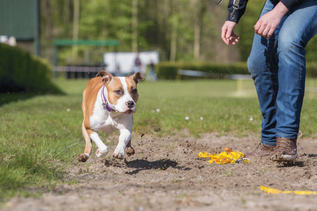 3Y3A7066 26195033074 O