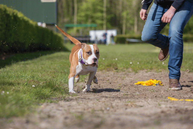 3Y3A7067 26733216141 O