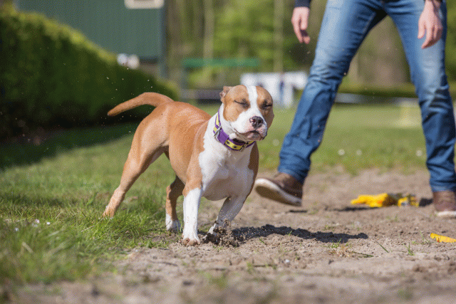 3Y3A7069 26733215241 O