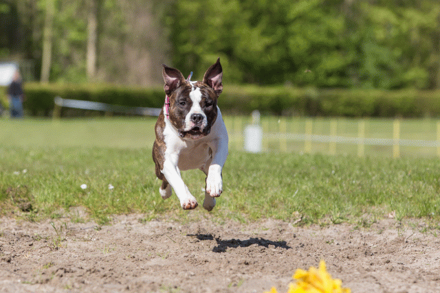 3Y3A7074 26196359733 O