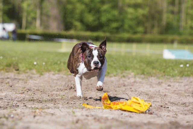 3Y3A7076 26196359023 O