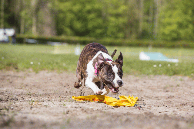 3Y3A7077 26527942040 O