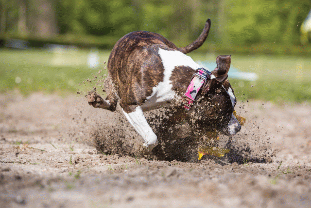 3Y3A7078 26196357463 O