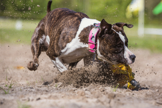 3Y3A7079 26527940980 O