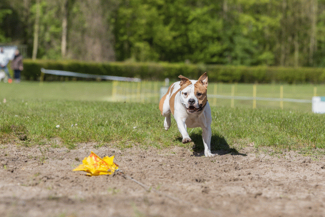 3Y3A7089 26527938800 O