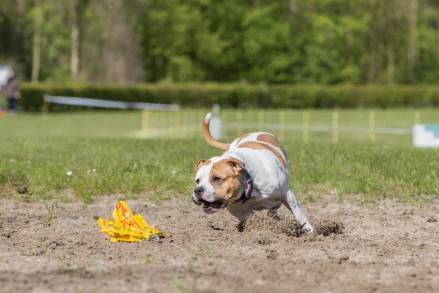 3Y3A7091 26775555696 O