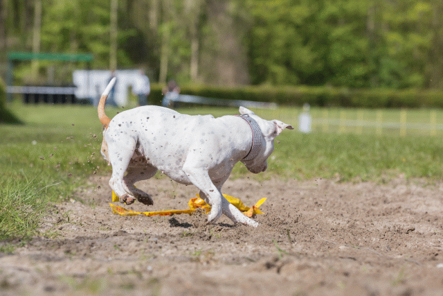 3Y3A7102 26527935140 O