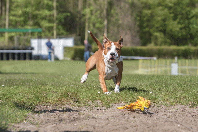 3Y3A7111 26196346333 O