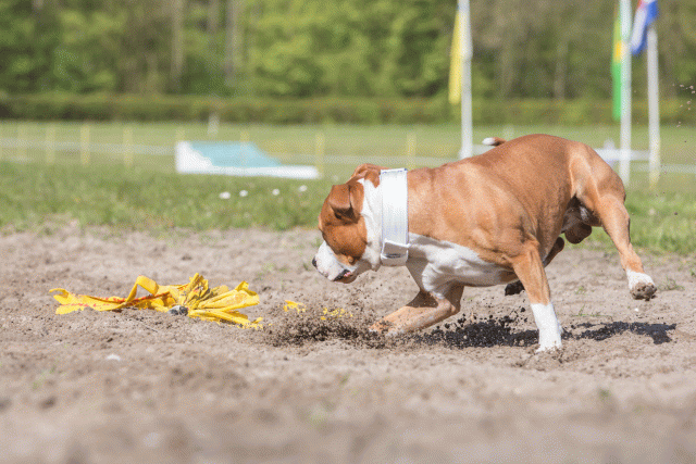 3Y3A7118 26196337303 O