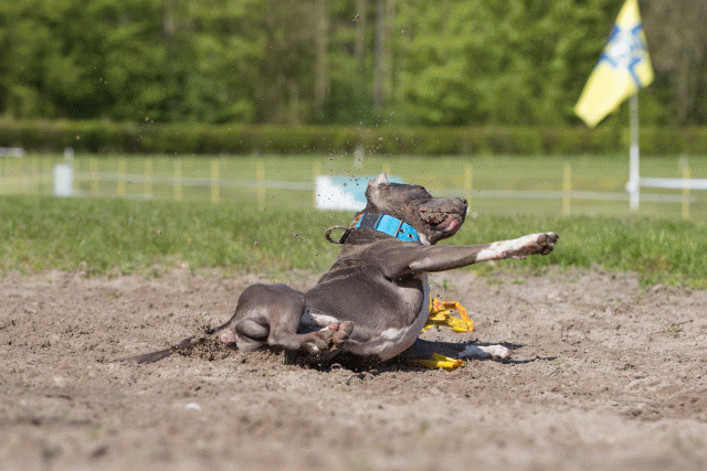 3Y3A7128 26196336233 O