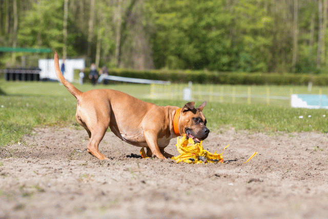 3Y3A7172 26527913070 O