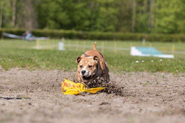 3Y3A7201 26196329193 O