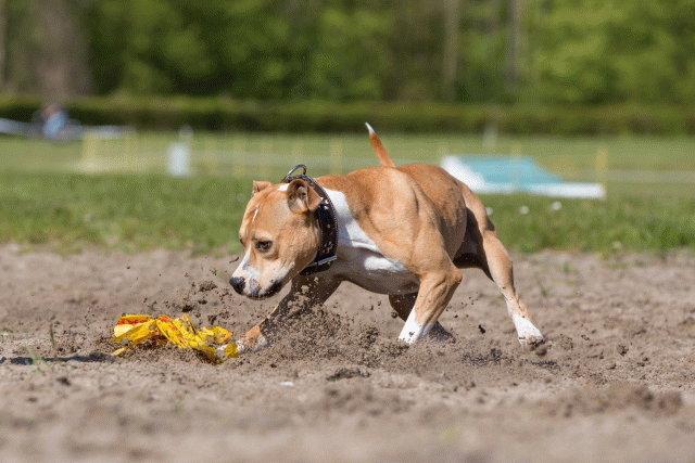 3Y3A7203 26196328653 O