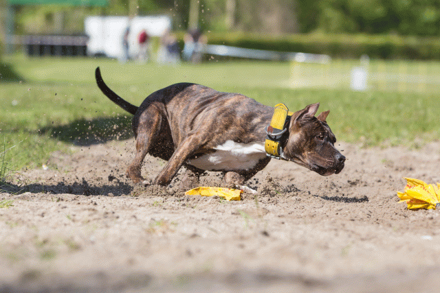 3Y3A7224 26196326863 O