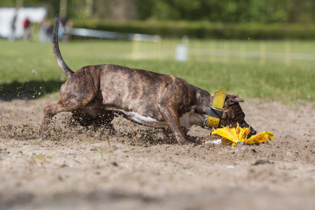 3Y3A7225 26799848155 O