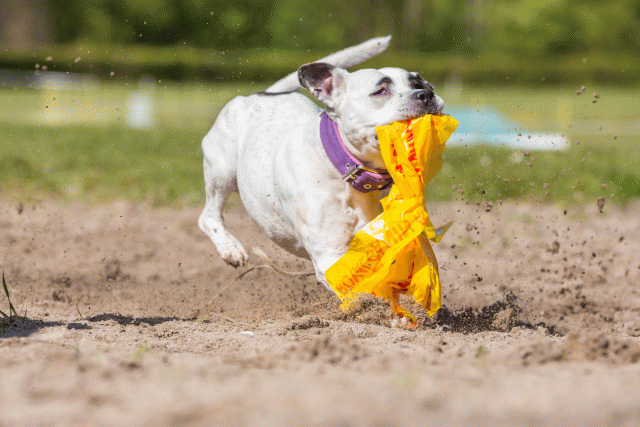 3Y3A7261 26196325443 O