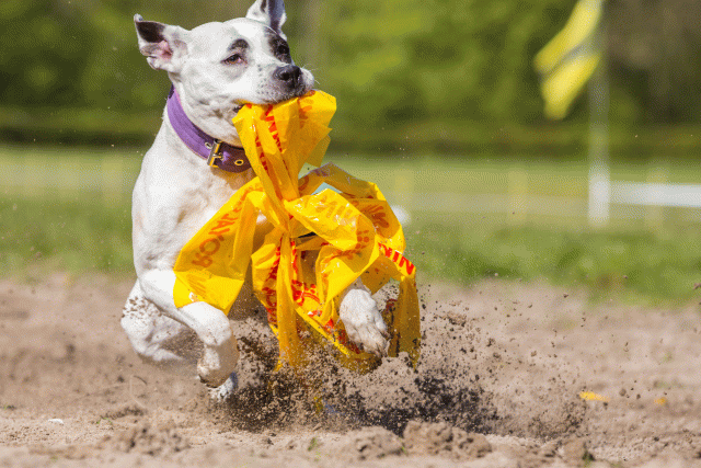 3Y3A7262 26527906600 O