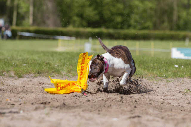 3Y3A7275 26196324823 O