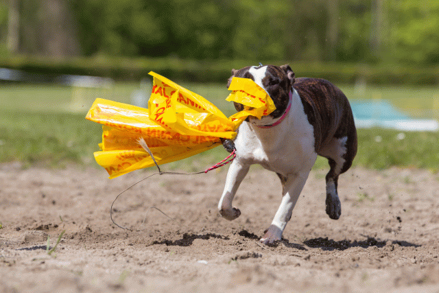 3Y3A7279 26733185731 O