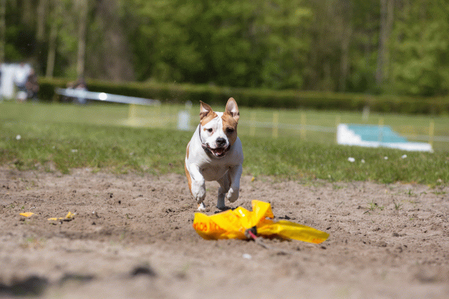 3Y3A7293 26196322633 O